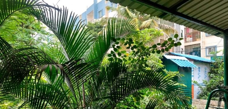 Palms and greenery in the garden at Nisarga Care, Banaswadi
