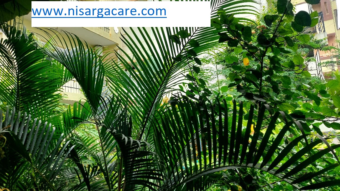 Nisarga Care gallery photograph